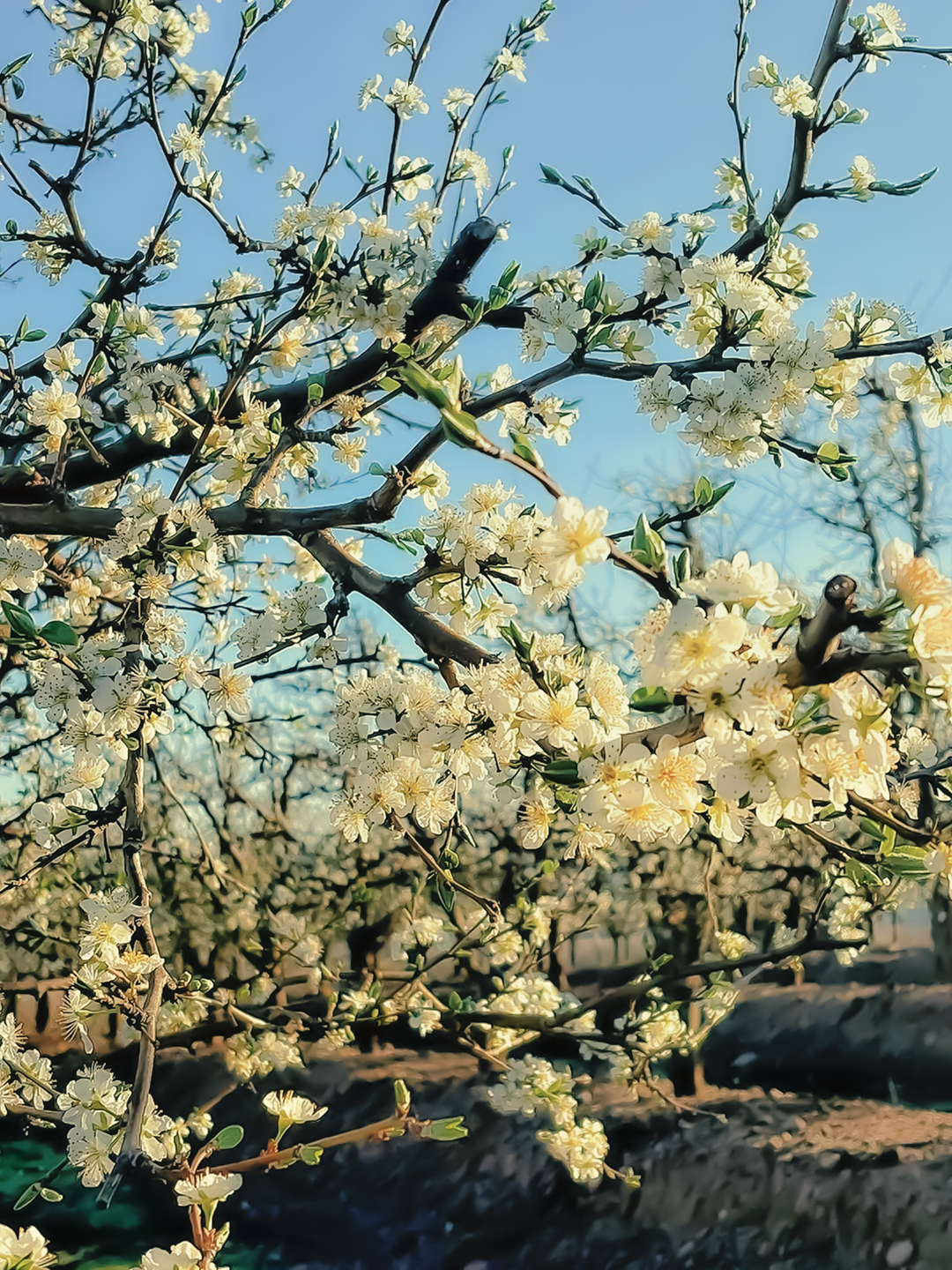 Excellence
at the origin